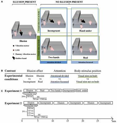 Neurophysiological Correlates of the Rubber Hand Illusion in Late Evoked and Alpha/Beta Band Activity